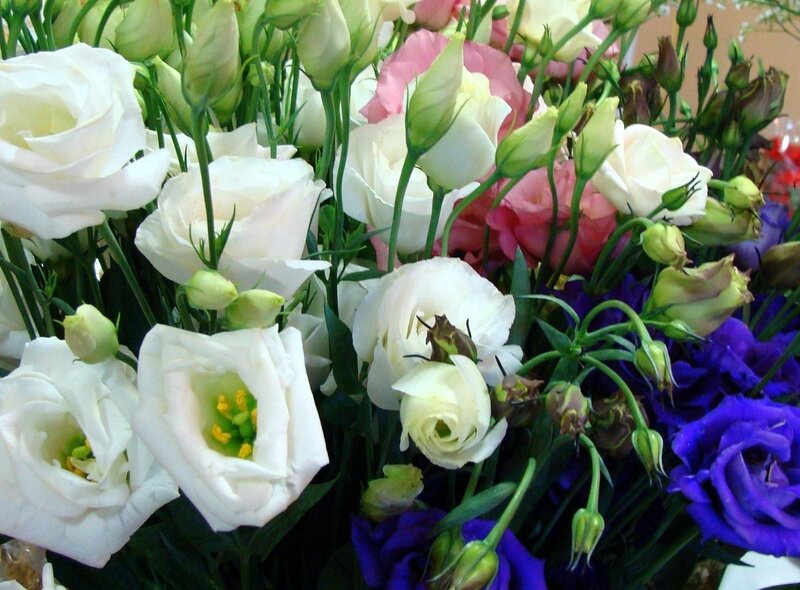 Bouquet of Eustoma Flowers — White