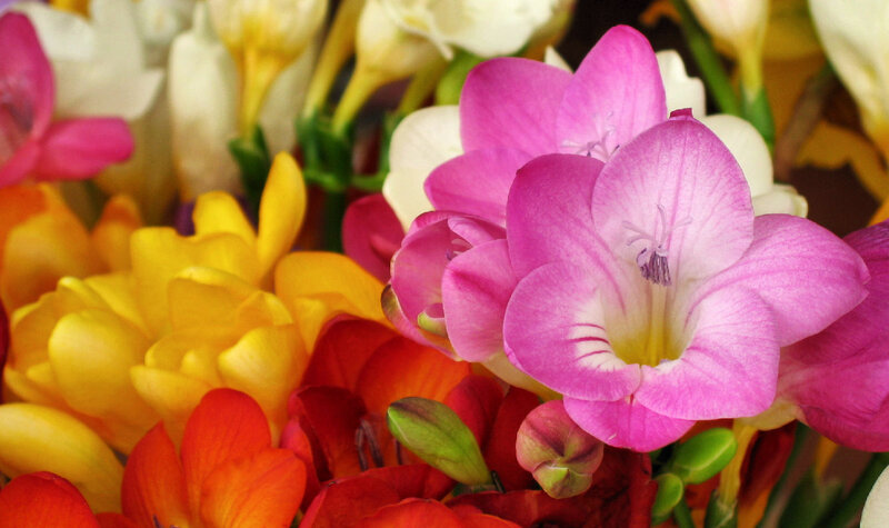 Bouquet of Freesia Flowers — Pink, Vibrant