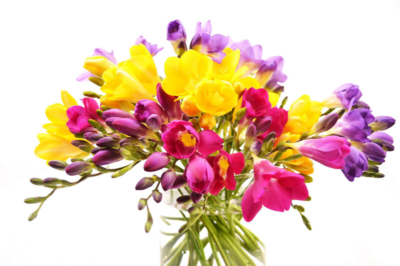 Bouquet of Freesia Flowers — Yellow, Bright