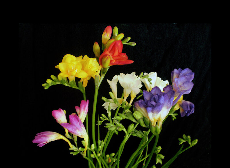 Bouquet of Freesia Flowers — Yellow