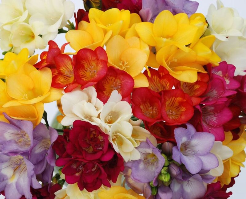 Bouquet of Freesia Flowers — Yellow, Vibrant
