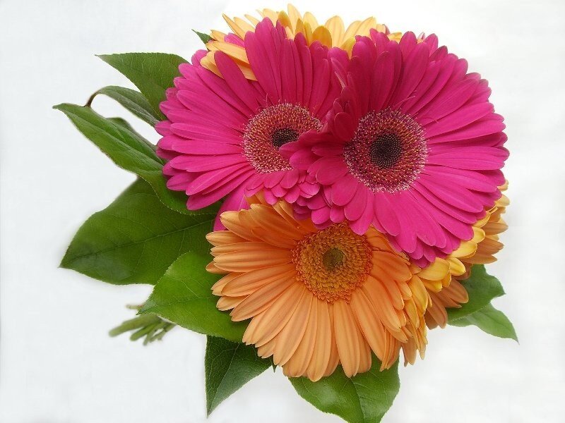 Bouquet of Gerbera Daisies — Pink
