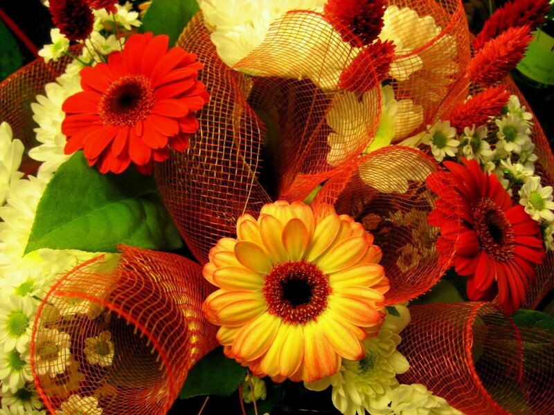 Bouquet of Gerbera Daisies — Red, Vibrant