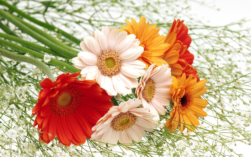 Bouquet of Gerbera Daisies