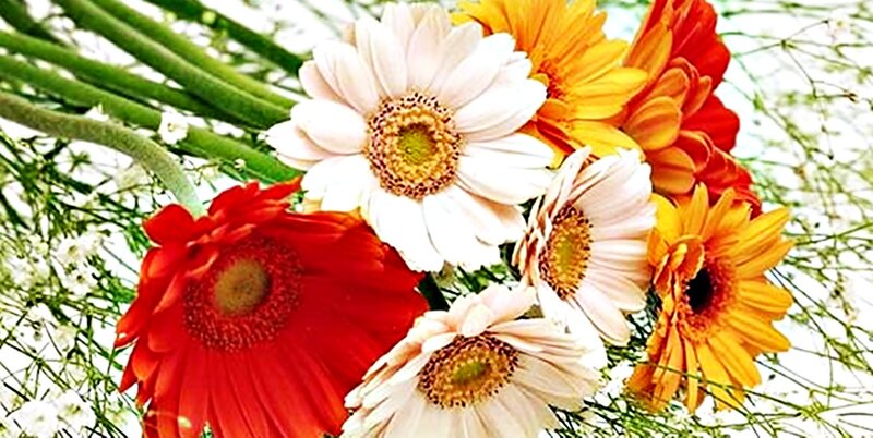 Bouquet of Gerbera Daisies — White