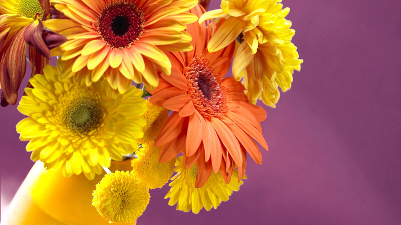 Bouquet of Gerbera Daisies — Yellow, Bright