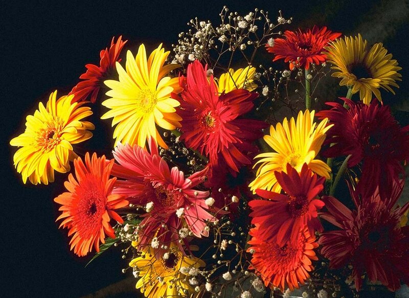 Bouquet of Gerbera Daisies — Yellow, Dramatic
