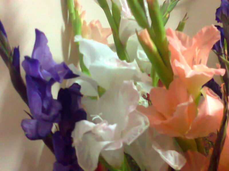 Bouquet of Gladiolus Flowers — Purple, Calm