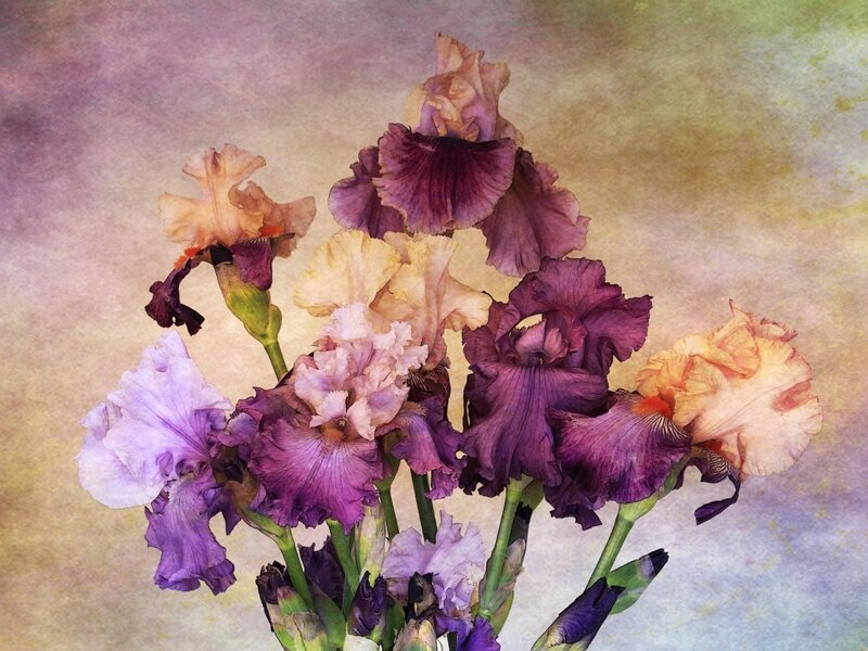 Bouquet of Iris Flowers
