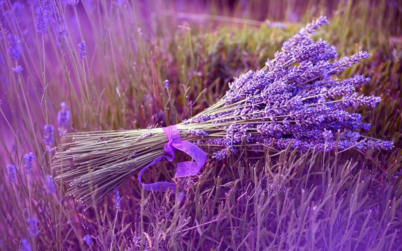 Bouquet of lavender in a field