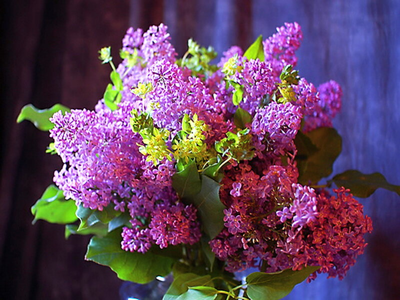 Bouquet of Lilac Flowers — Purple, Calm, Photograph, Green Leaves, Vase