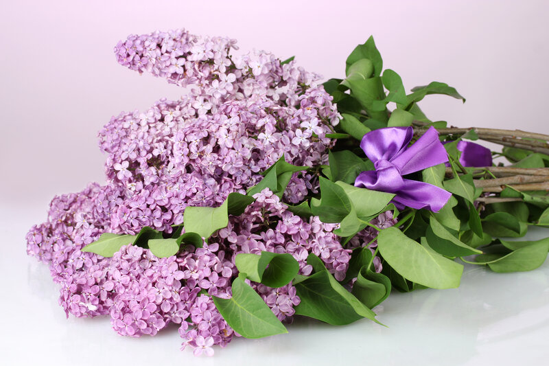 Bouquet of Lilac Flowers — Purple, Calm, Spring, Photograph, Green Leaves, Purple Ribbon