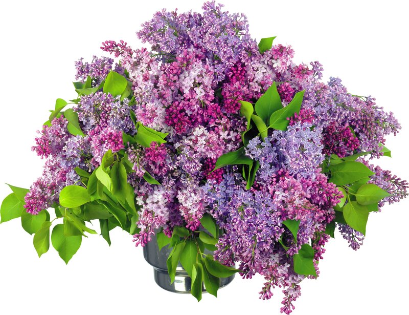 Bouquet of Lilac Flowers — Purple, Calm, Spring, Photograph, Green Leaves, Vase