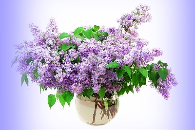 Bouquet of Lilac Flowers — Purple, Calm, Spring, Photograph, Vase, Green Leaves