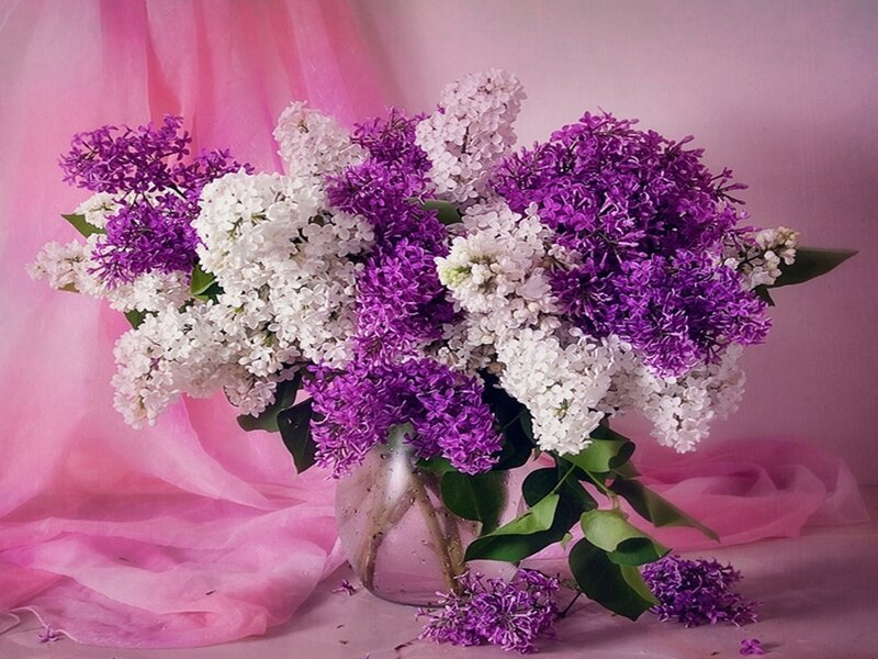 Bouquet of Lilac Flowers — Purple, Calm, Spring