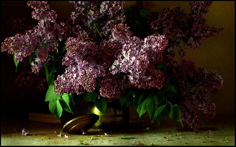 Bouquet of Lilac Flowers — Purple, Dramatic