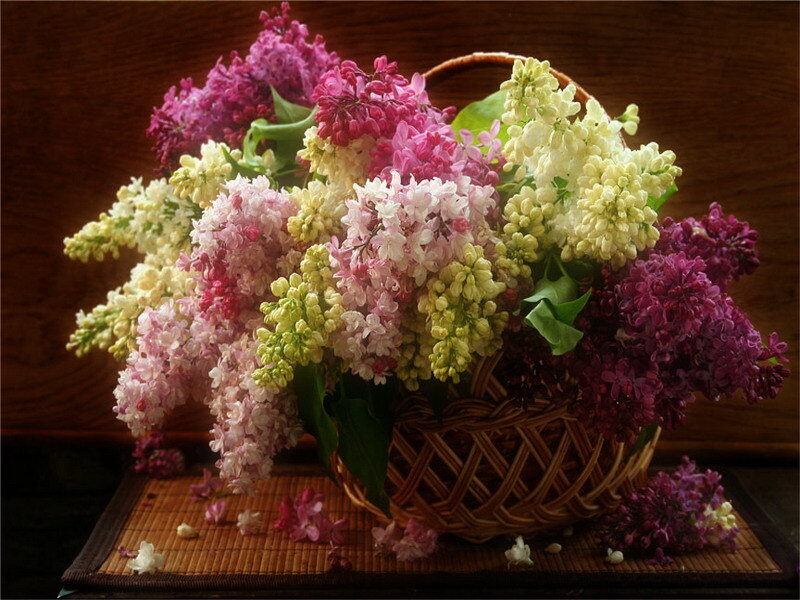 Bouquet of Lilac Flowers — Purple, Serene, Spring, Photograph, Basket, Mat