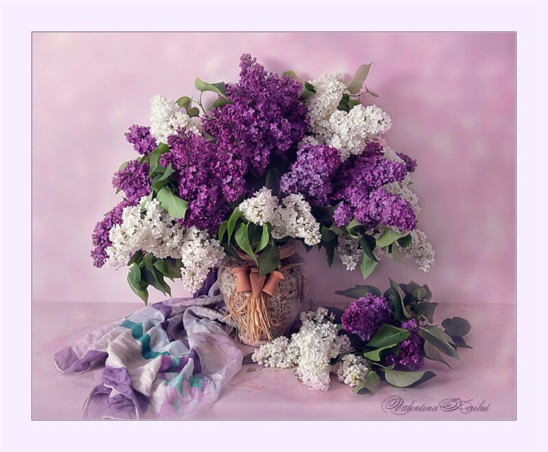 Bouquet of Lilac Flowers — Purple, Serene, Spring, Photograph, Vase, Scarf