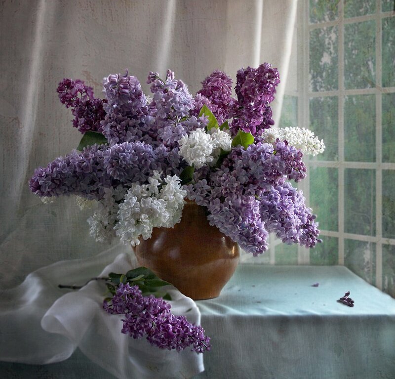 Bouquet of Lilac Flowers — Purple, Serene, Spring, Photograph, Vase, Window, Tablecloth
