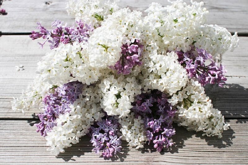 Bouquet of Lilac Flowers — White