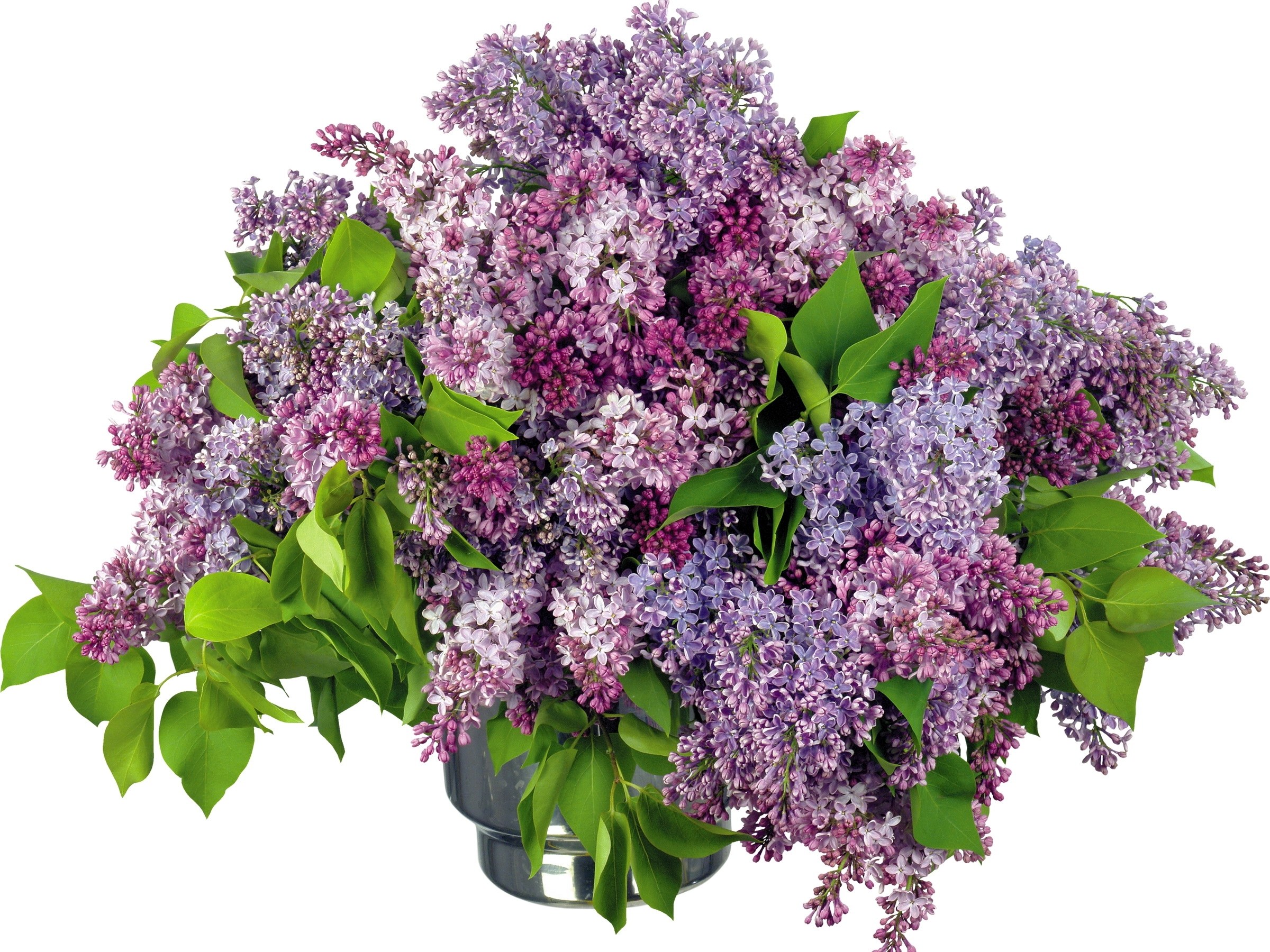 bouquet of lilac flowers