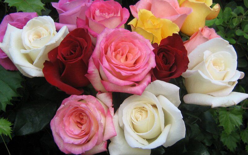 Bouquet of Mixed Roses — Pink, Calm, Photograph