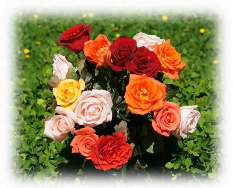Bouquet of Mixed Roses — Red, Serene