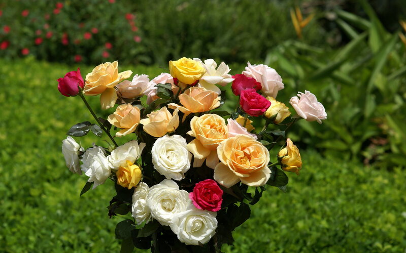 Bouquet of Mixed Roses — White
