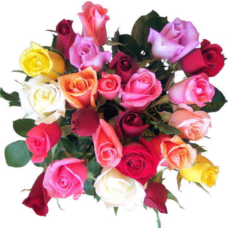 Bouquet of Multicolored Roses — Pink, Vibrant