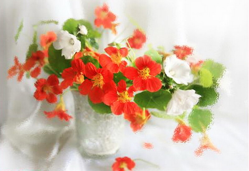 Bouquet of Nasturtiums