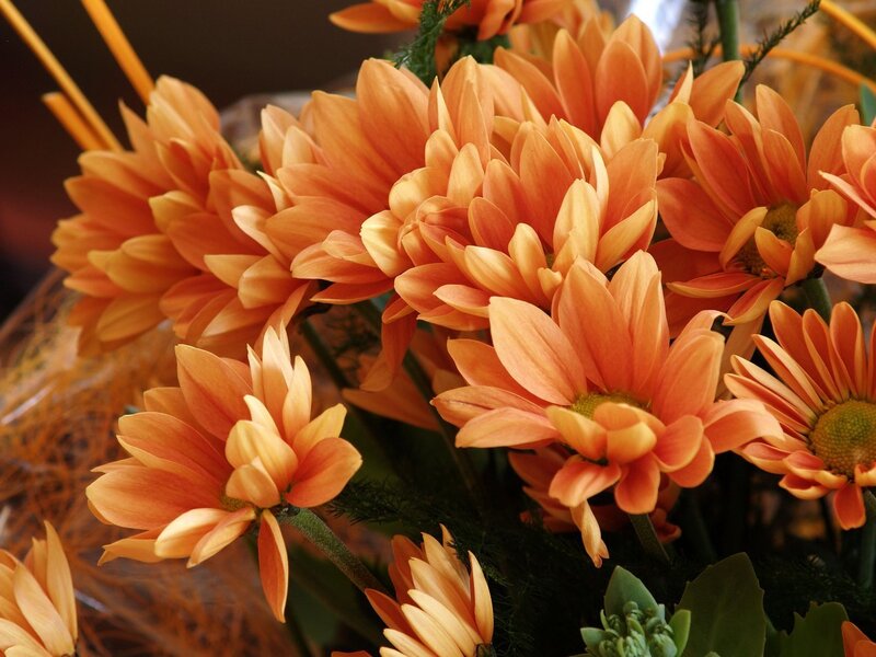 Bouquet of Orange Daisies