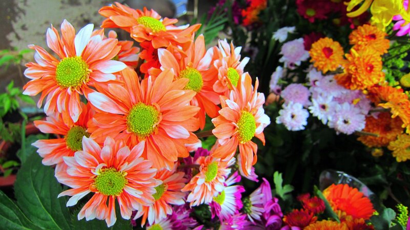 Bouquet of Orange Daisies — Vibrant