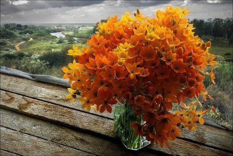Bouquet of Orange Flowers — Dramatic, Afternoon