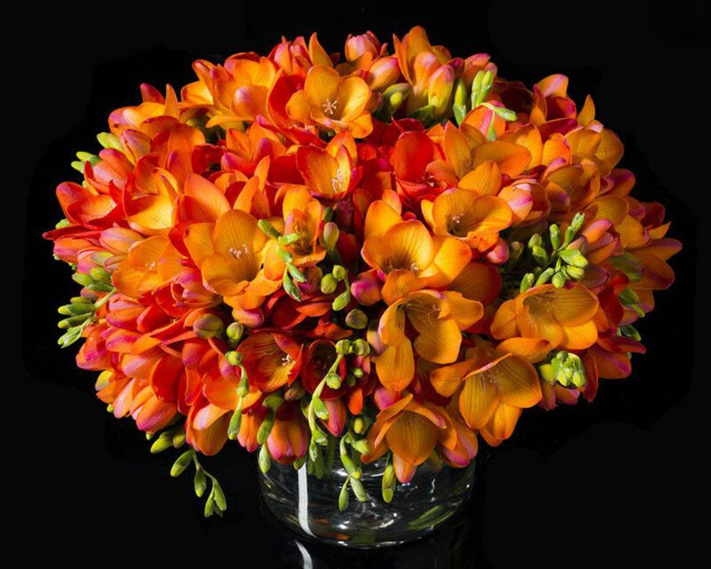 Bouquet of Orange Freesias