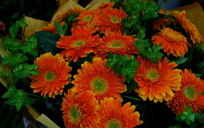 Bouquet of Orange Gerbera Daisies — Vibrant
