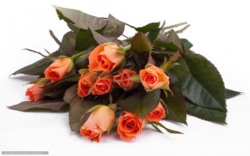 bouquet of orange roses