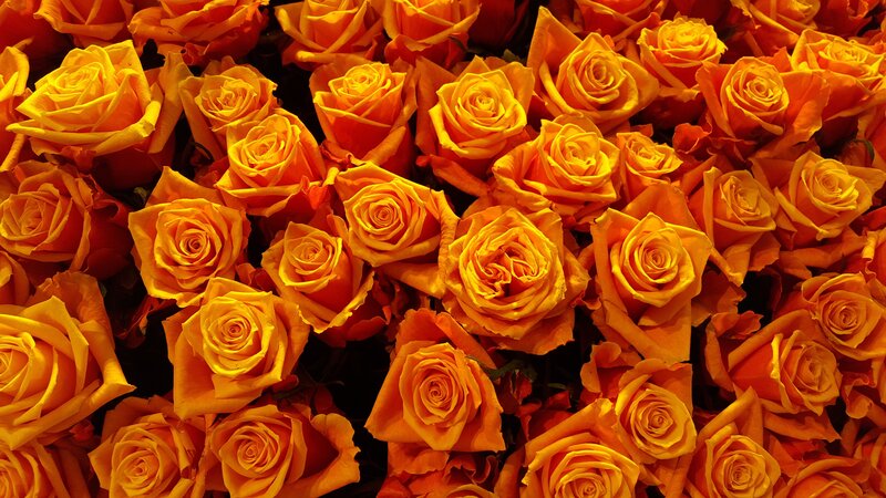 bouquet of orange roses