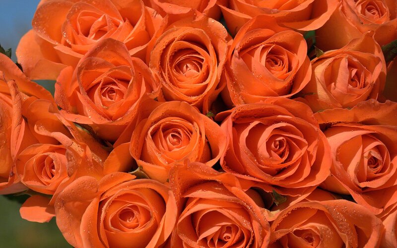 bouquet of orange roses