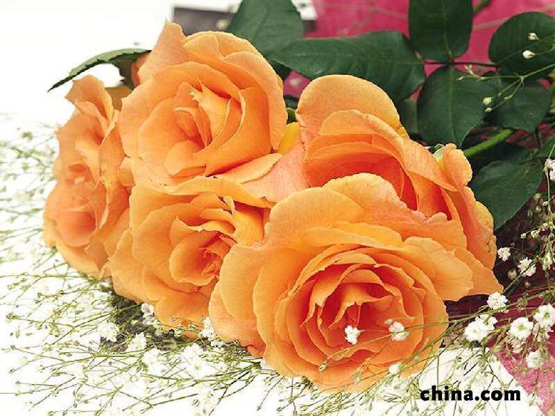 bouquet of orange roses