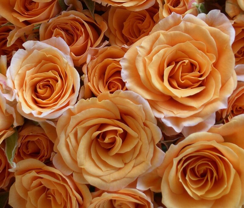 bouquet of orange roses