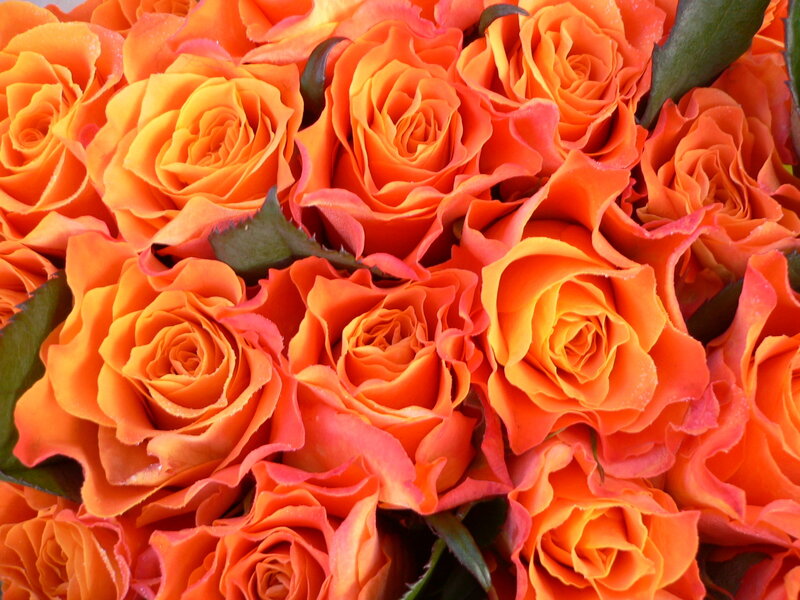 bouquet of orange roses