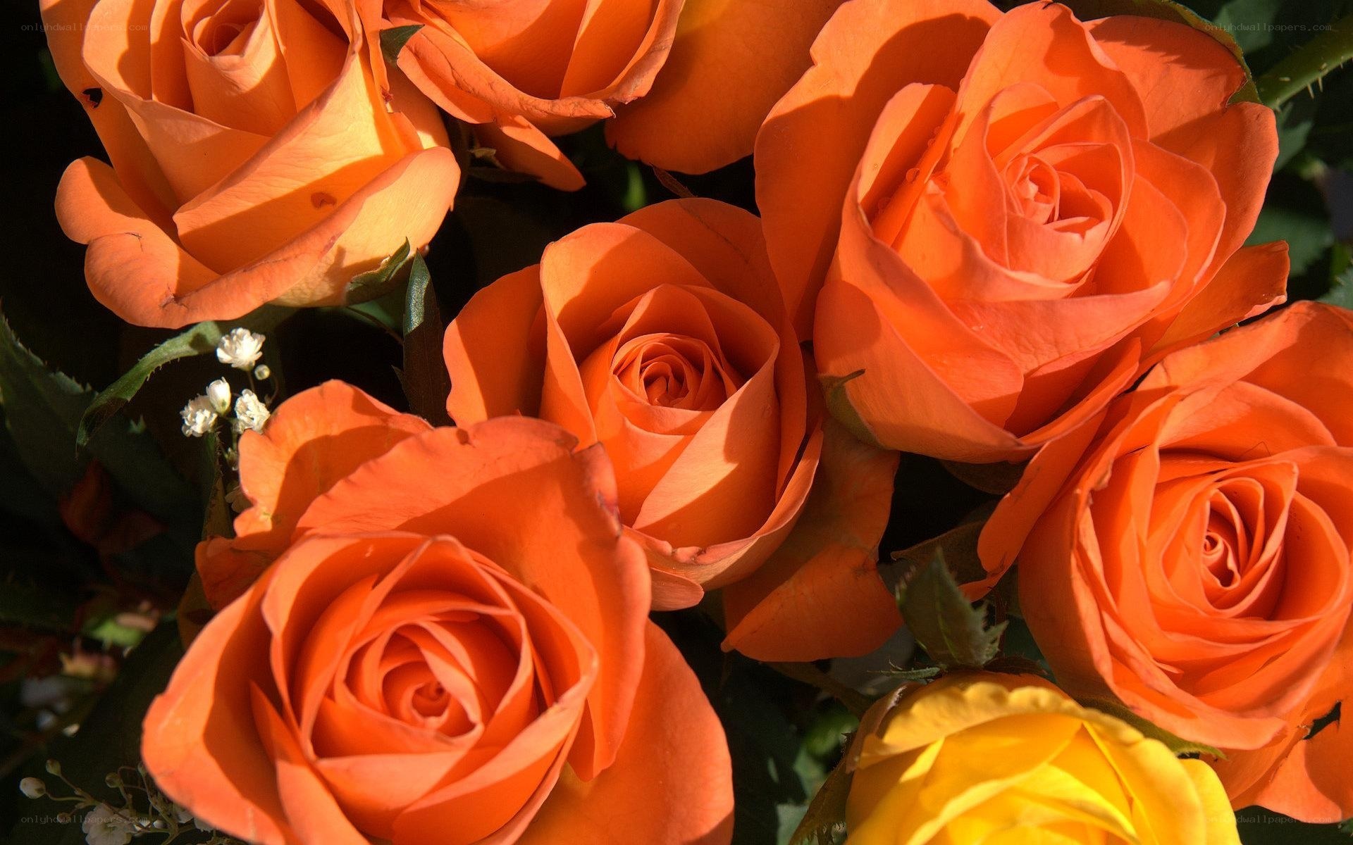 bouquet of orange roses