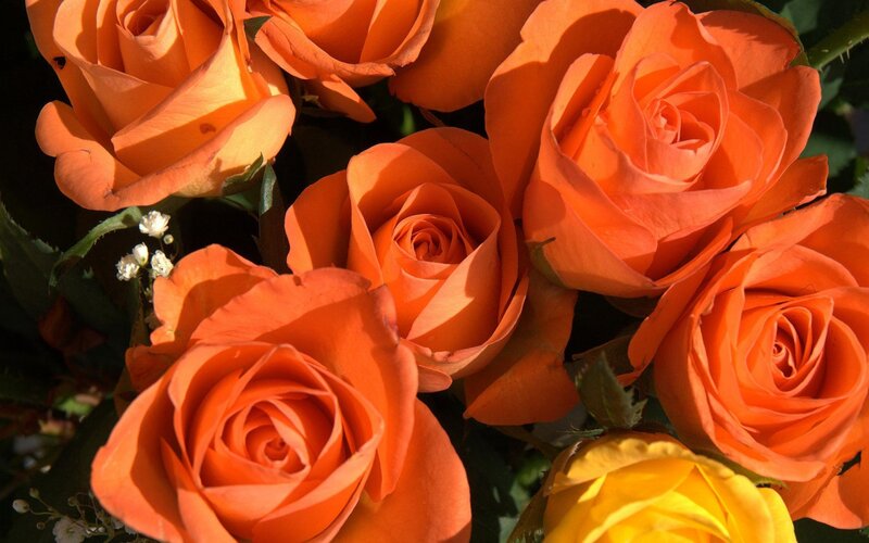 Bouquet of Orange Roses — Bright