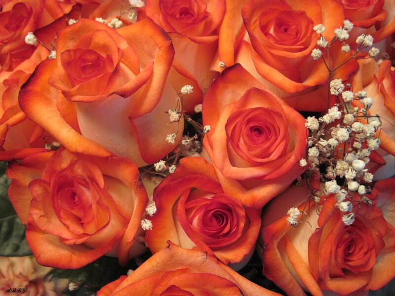Bouquet of Orange Roses — Calm, Photograph, Baby's Breath, Green Leaves