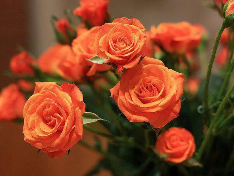 Bouquet of Orange Roses — Calm, Photograph, Green Leaves, Flower Buds