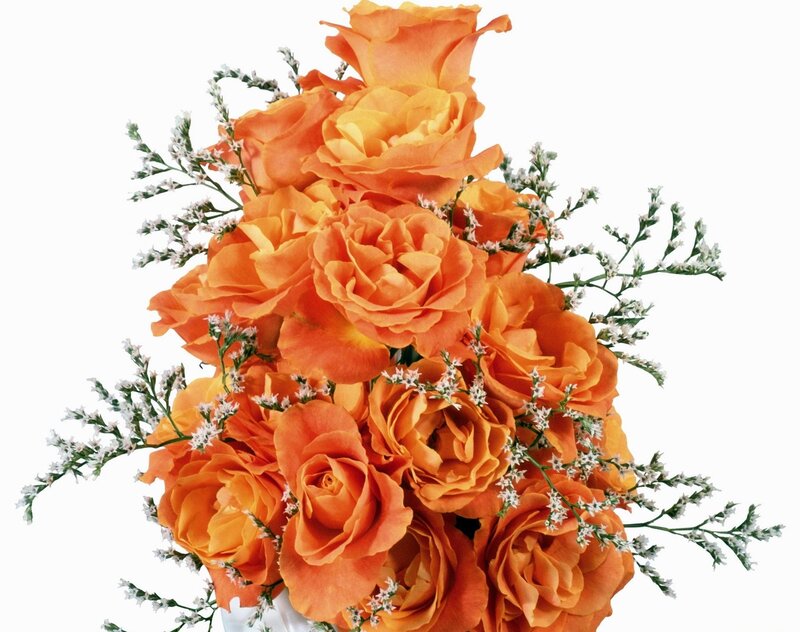 Bouquet of Orange Roses — Calm, Photograph, White Filler Flowers