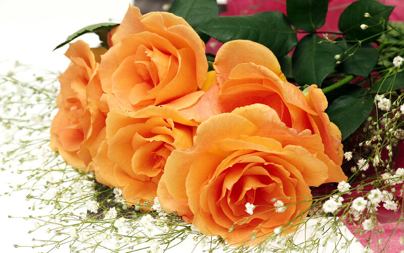 Bouquet of Orange Roses — Calm
