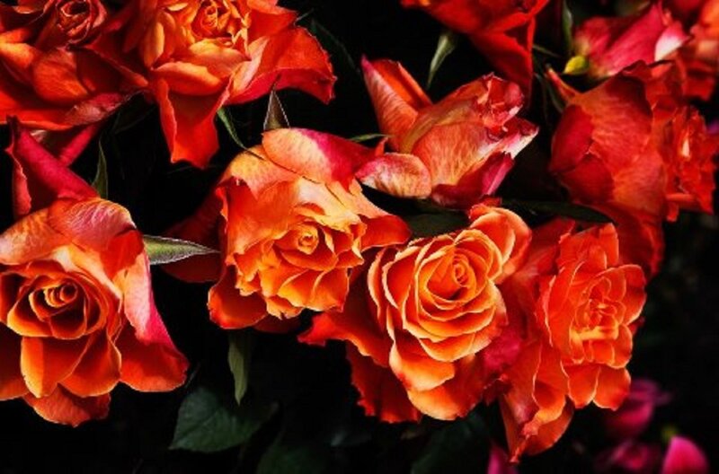 Bouquet of Orange Roses — Dramatic, Photograph, Flowers
