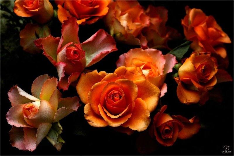 Bouquet of Orange Roses — Dramatic