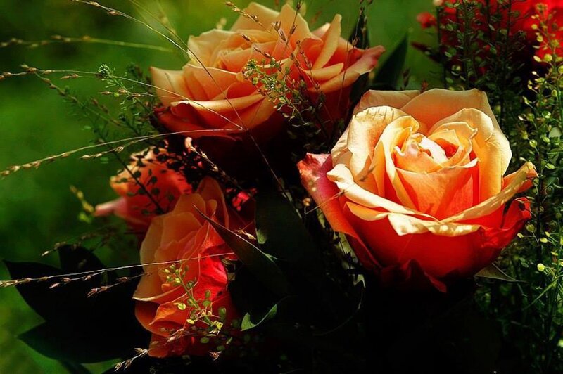 Bouquet of Orange Roses — Natural, Afternoon, Photograph